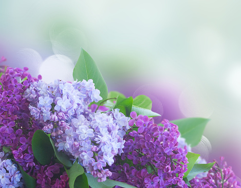 Bunch of fresh lilac flowers border over blue bokeh background with copy space
