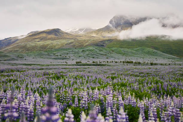 istock Icelandic summer. Meadow full of blooming lupines 1084119072