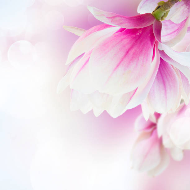 istock Blossoming pink magnolia Flowers 1084119858