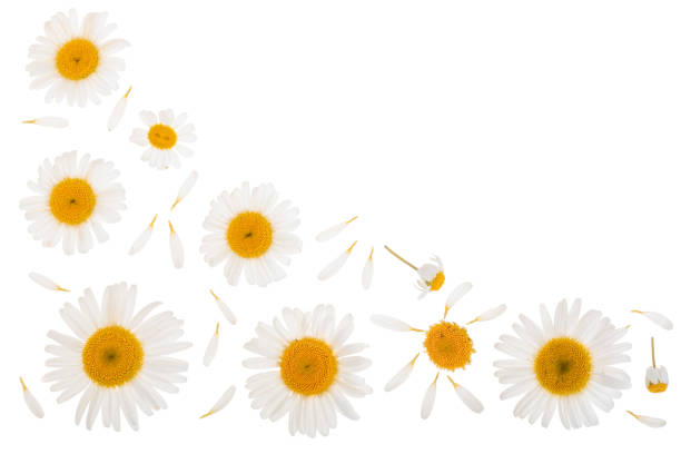 istock chamomile or daisies isolated on white background with copy space for your text. Top view. Flat lay 1084120164