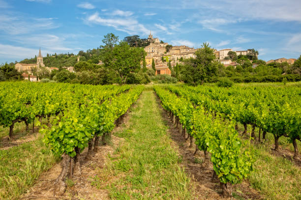 istock Vineyard in Bonnieux 1084123544