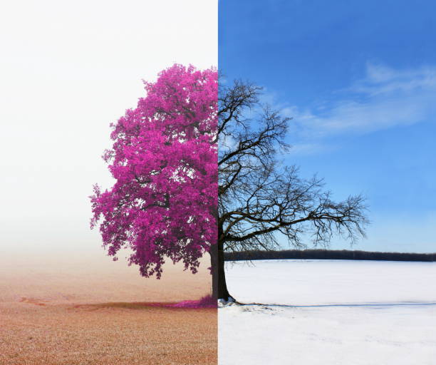 istock Abstract collage with mixed different sides of tree with changing seasons from summer with green grass and to winter with white snow 1084128174