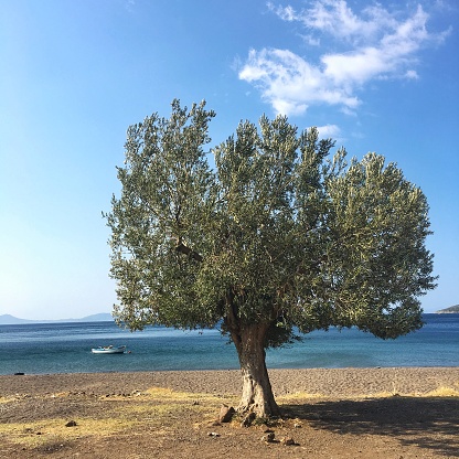 Olive tree on the sea sise