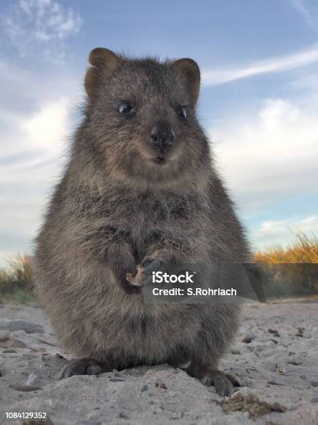Quokka Chạm Trán Tại Đảo Rottnest Tây Úc Loài Động Vật Hạnh Phúc Nhất Trên  Trái Đất Hình ảnh Sẵn có - Tải xuống Hình ảnh Ngay bây giờ - iStock