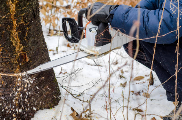 istock man in a dark jacket cuts a tree with the help of an electric chainsaw. Deforestation. Harvesting wood. Scaffolding 1084131140