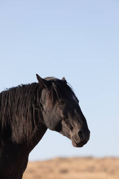 istock Wild Horse Portrait 1084141450