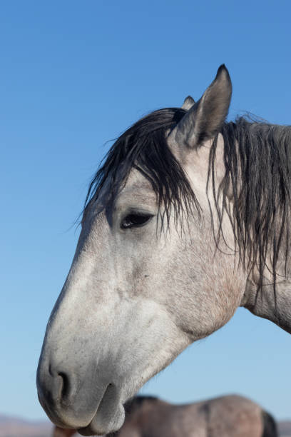 istock Wild Horse Portrait 1084141766