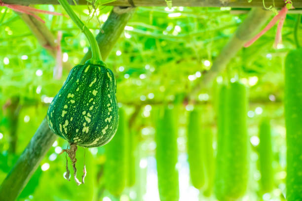 istock young pumpkin growing in the garden 1084143790