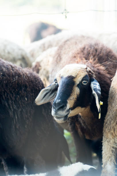 istock flock brown sheep in farm with tag on ear 1084144044