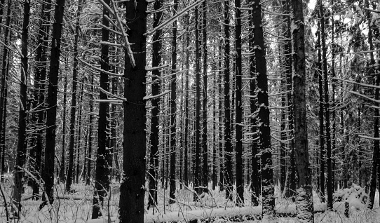 Black trunks of trees in the winter forest