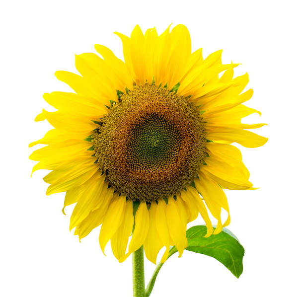 istock Sunflower isolated on white background with clipping path 1084148152