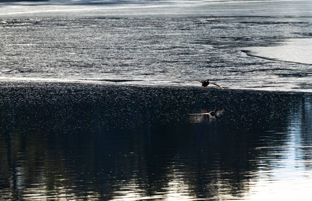 istock Ducks flying and swimming on a pond in Camden Maine 1084148366