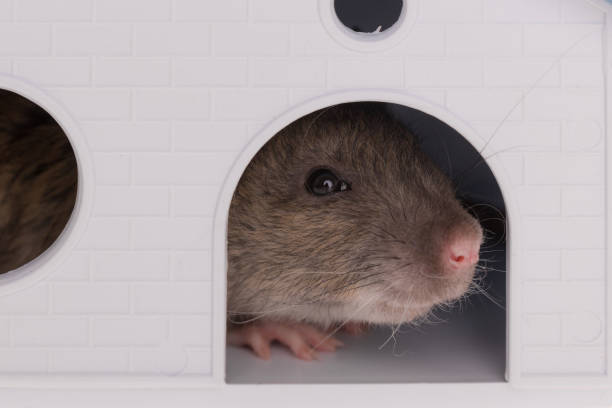 istock brown domestic rat closeuo 1084149324