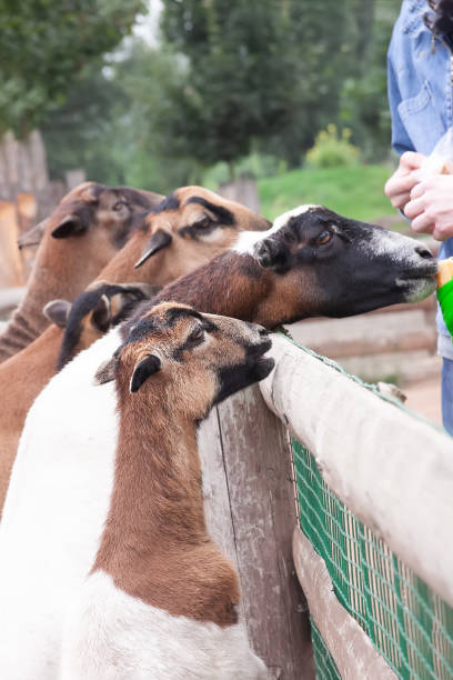 istock People feeding goats at the petting zoo 1084149926