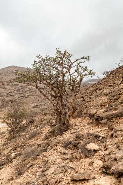 istock Frankincense trees near Salalah, Dhofar Province, Oman 1084150252