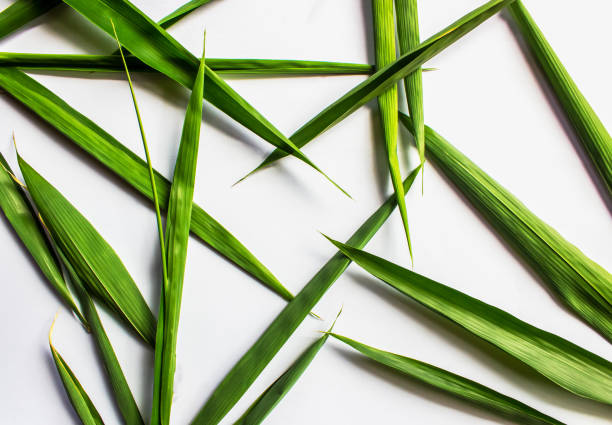 istock Bamboo leaves are heart shape on white background 1084150924