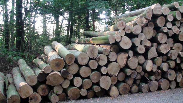 istock Pile Of Woods Plus Tree Scenery During Summer Season 1084153420