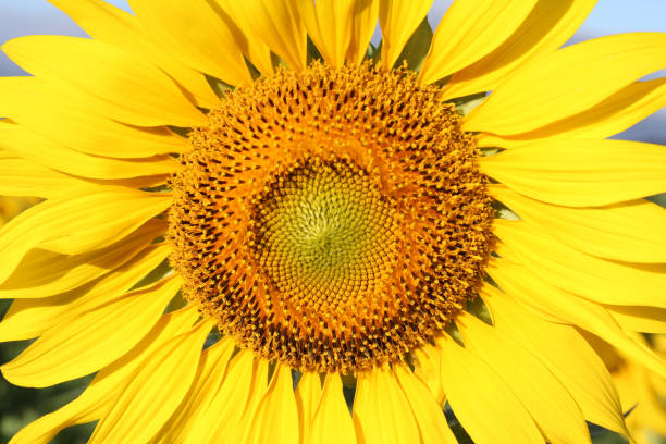 istock Closeup of Sunflower. 1084155548