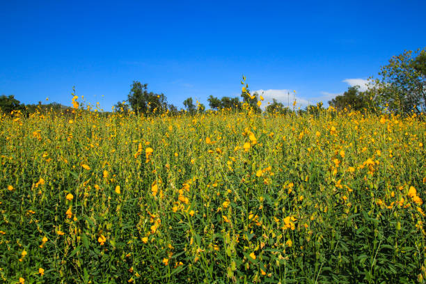 istock Sunhemp (Crotalaria juncea) flowers field in Thailand. 1084155568
