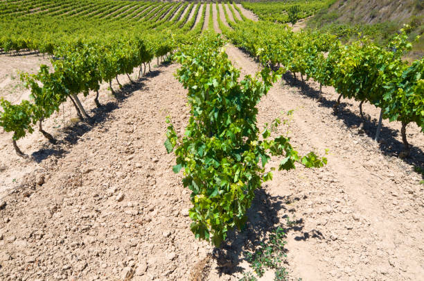 view of a vineyard in Viana, Navarre, Spain