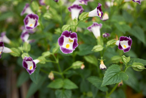 istock Fournier's Torenia 1084159446