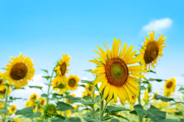 istock Giant yellow sunflower in full bloom and blue sky 1084161092