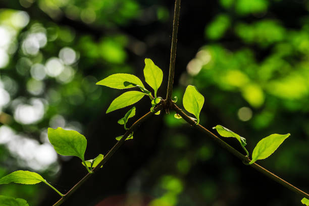 istock Sunlight penetrates the leaves 1084162260