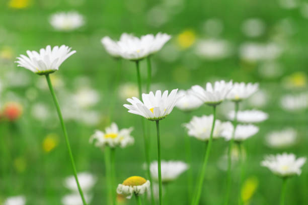 istock Little wild flowers in full bloom 1084165844