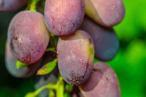 istock close-up of macro grapes 1084167552