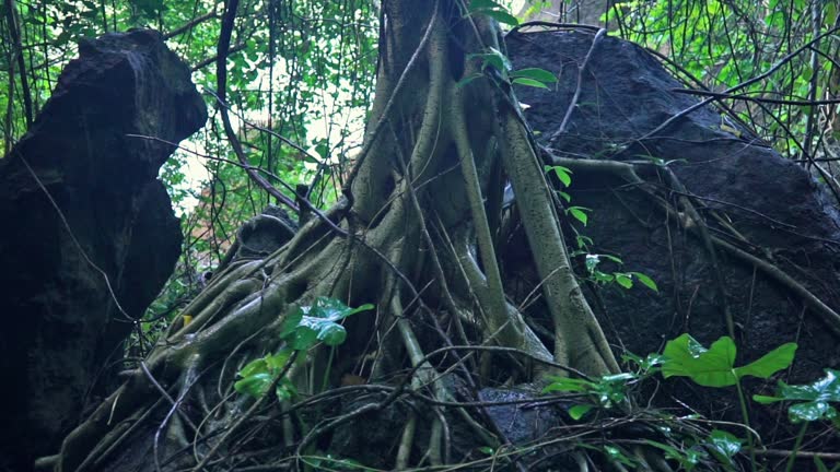 Sacred Banyan tree (Ficus Religiosa) roots in monsoon rain