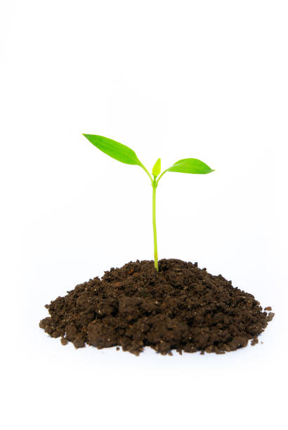 istock little green plant 1084171472
