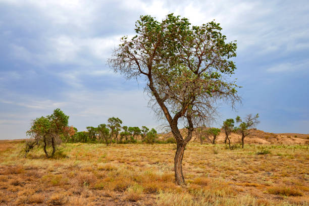 Trees turanga in the steppe.Turanga - relic poplar.