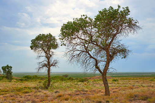 Trees turanga in the steppe.\nTuranga - relic poplar.