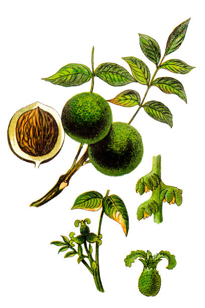 Juglans regia, the Persian walnut, English walnut, Circassian walnut Illustration of a Juglans regia, the Persian walnut, English walnut, Circassian walnut regia stock illustrations