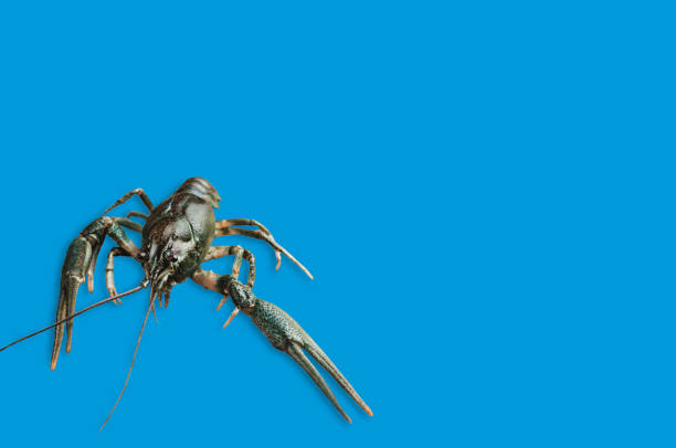 istock Single fresh crayfish on blue background with copy space for your text 1084172310