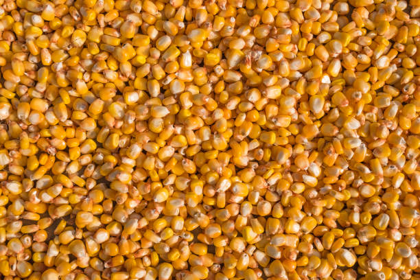 семена кукурузы. натуральный текстурированный цветной фон. крупным планом изображения. - corn kernel стоковые фото и изображения