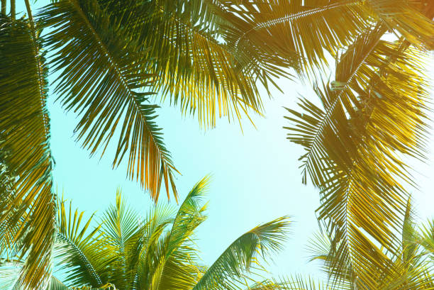 istock Vintage coconut leaves and sky background,summer theme. 1084175042