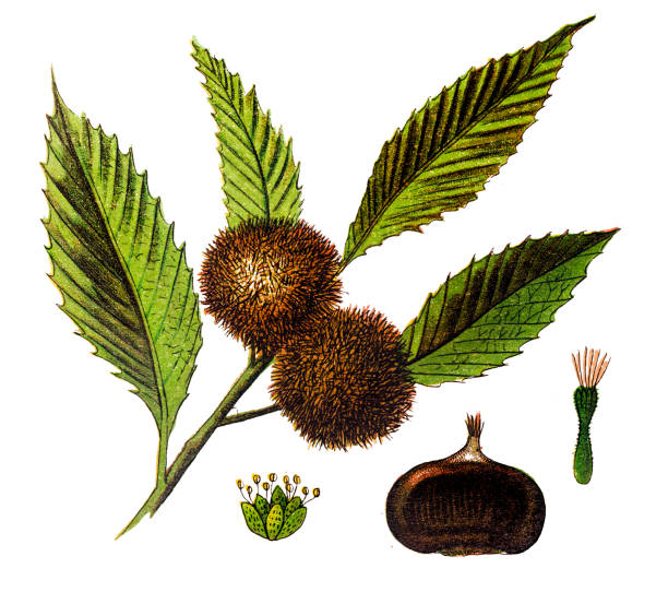 밤나무 (castanea vesca) - chestnut tree leaf tree white background stock illustrations