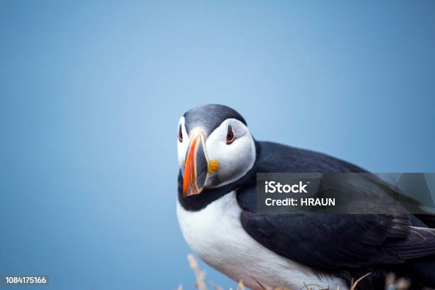 Puffin Perching Panorama Látrabjarg Iceland Stock Photo - Download Image Now - Animal, Animal Wildlife, Animals In The Wild