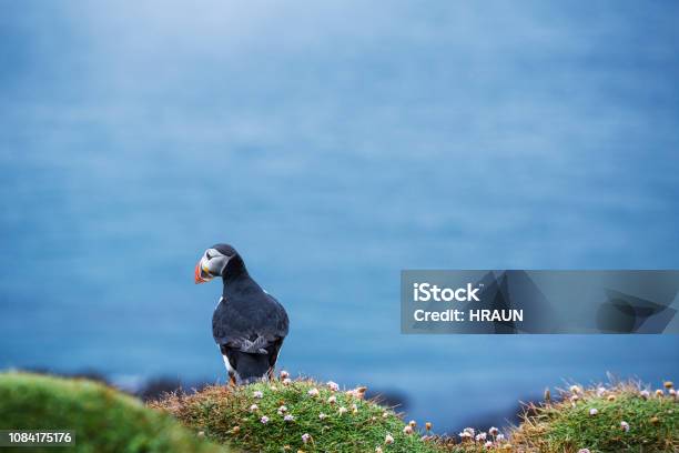 Puffin Perching Panorama Látrabjarg Iceland Stock Photo - Download Image Now - Animal, Animal Wildlife, Animals In The Wild