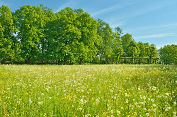Summer is Sunny, warm weather.On the field there are various herbs and flowers.