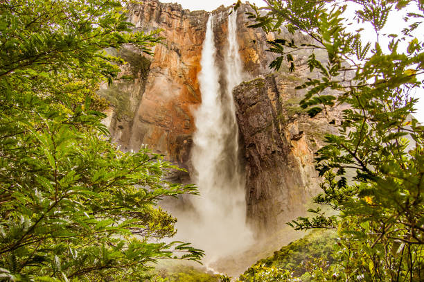 view from below forest of angel falls in venezuela in canaima park, giving a sense of discovery and awe stock photo