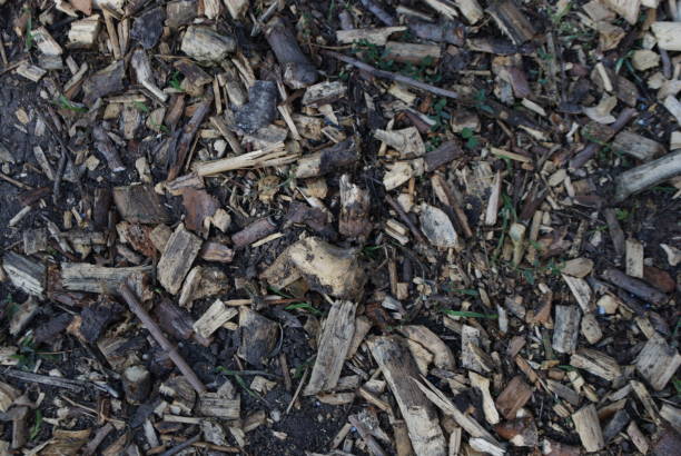 istock Old blackened sawdust and finely chopped wood branches 1084183400