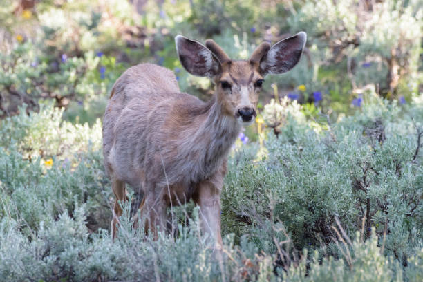istock Wild Deer on the High Plains of Colorado 1084184366