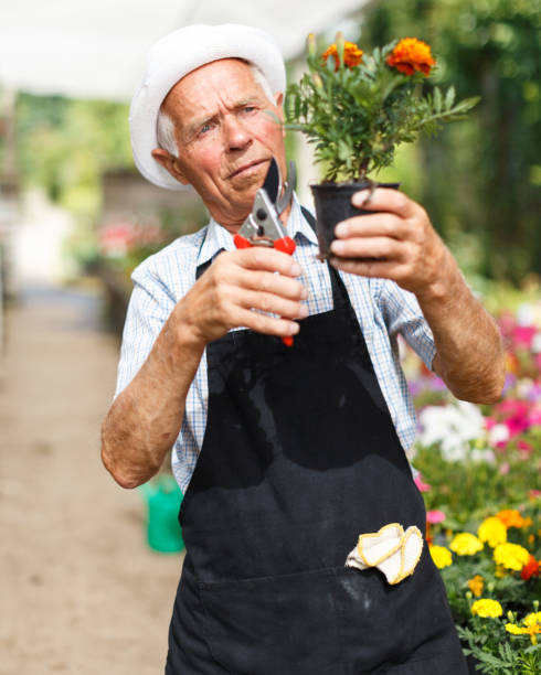istock Man tending flowers in glasshouse 1084187282