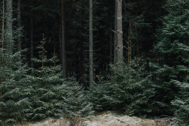 Pine trees in cold frosty nature