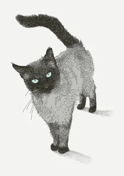 Vector illustration of Siamese Cat Front View