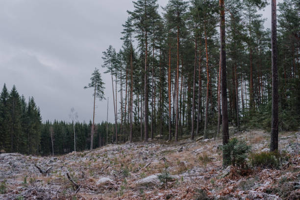 istock Grey landscape in rural nature with pine trees 1084190002