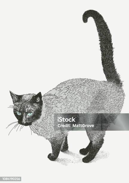 Siamese Cat Side View Stock Illustration - Download Image Now - Domestic Cat, Siamese Cat, Feline