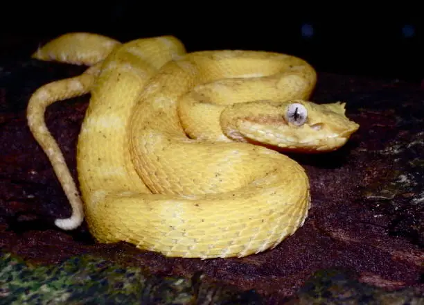 Photo of Yellow coloured Eyelash viper (Bothriechis schlegelii)-Greifschwanz-Lanzenotter